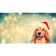 Dog wearing Santa hat