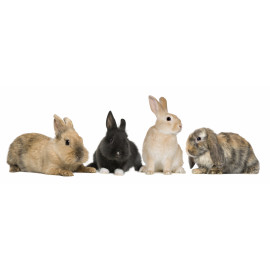 Four bunnies