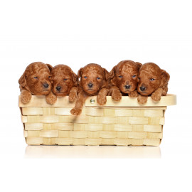 Poodle in basket
