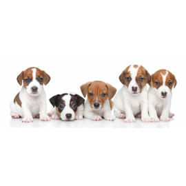 Group of Jack Russel terrier puppies
