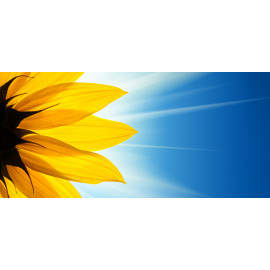 Sunflower Sunshine