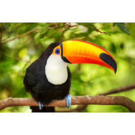 Beautiful Toucan