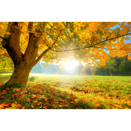 Autumn Tree