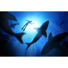 Sharks and diver