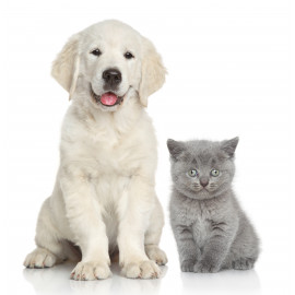 Cute dog and cat together