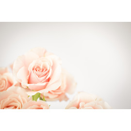 Dreamy Rose
