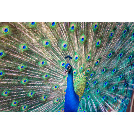 Magnificent Peacock