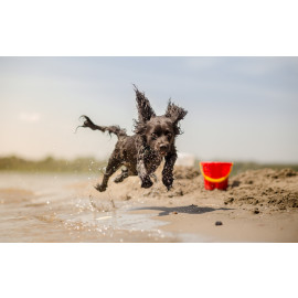 Beach Dog