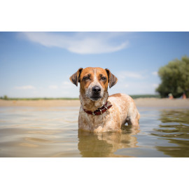 Dog on vacation
