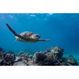 Giant turtle
