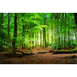Walkway in a spring forest