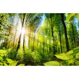 The forest bathed in sun