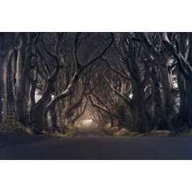 The Dark Hedges