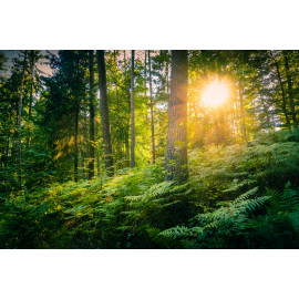 Palatinate Forest