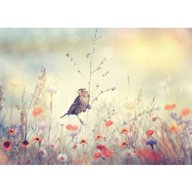 Field with wild flowers and a bird