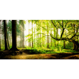 Sunrise in the forest 