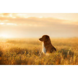 Dog Nova Scotia Duck Tolling Retriever