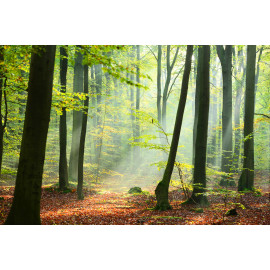 Morning forest