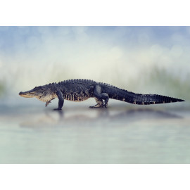 Large American Alligator 