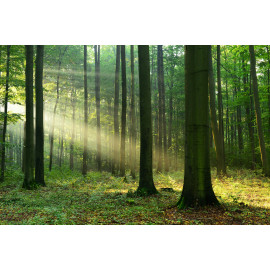 Forest landscape 