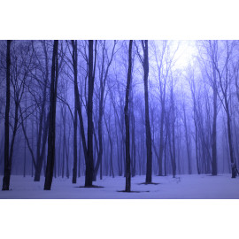 Foggy Blue Winter Forest