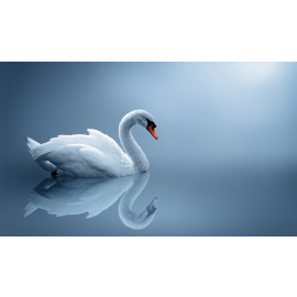 Lonely Swan