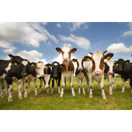 Team of Dutch cows