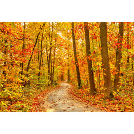 Pathway in the autumn forest
