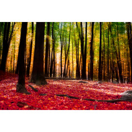 Forest in autumn with golden light