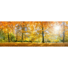Herbstwald Panorama