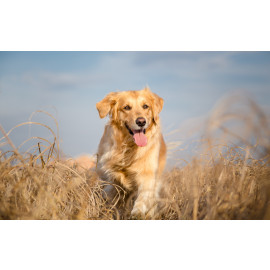 Golden retriever dog running