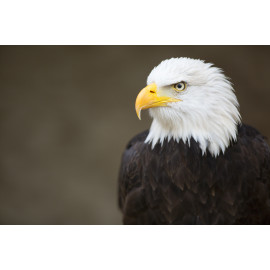 Bald headed eagle, side profile