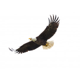 American Bald Eagle in Flight