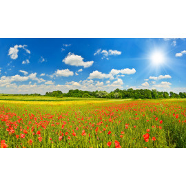 Summer meadow with poppies