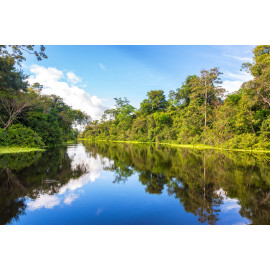 Amazon Rainforest