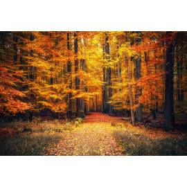 Autumn park