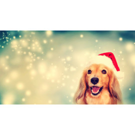 Dog wearing Santa hat
